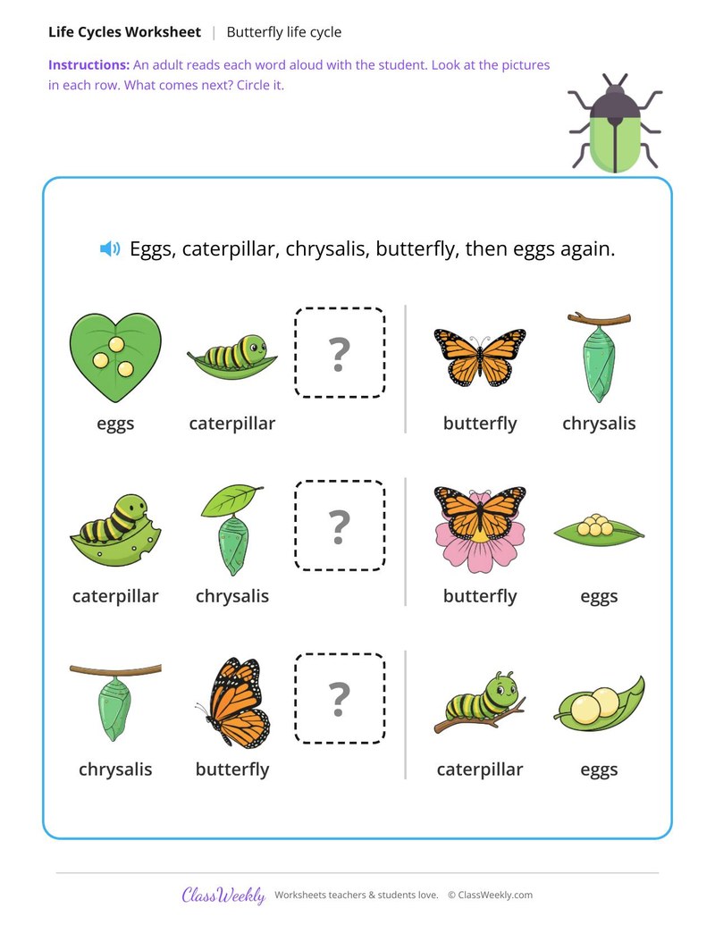 What comes next? - Butterfly life cycle