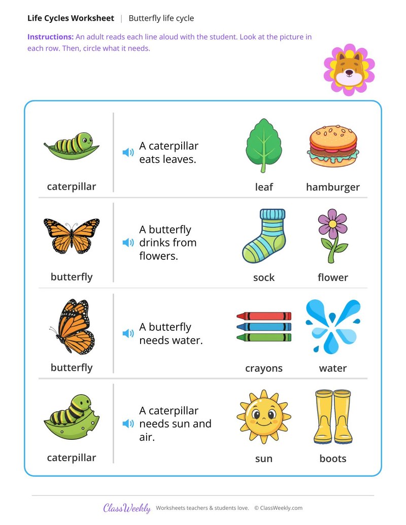What does it need? - Butterfly