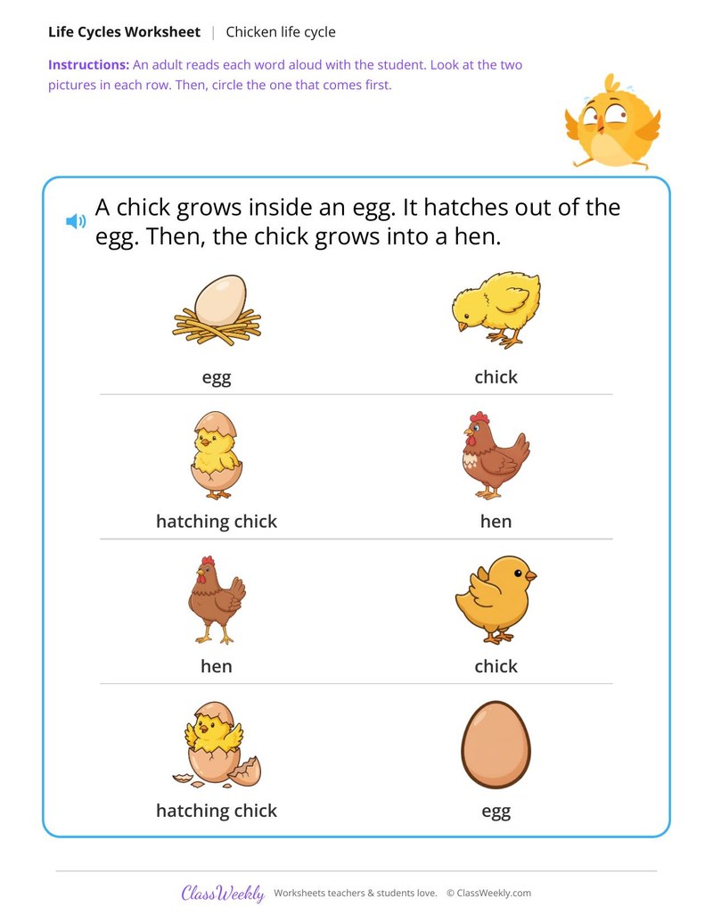 Which comes first? - Chicken life cycle