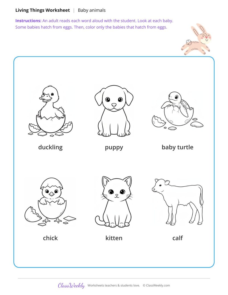Color the babies that hatch from eggs - Eggs