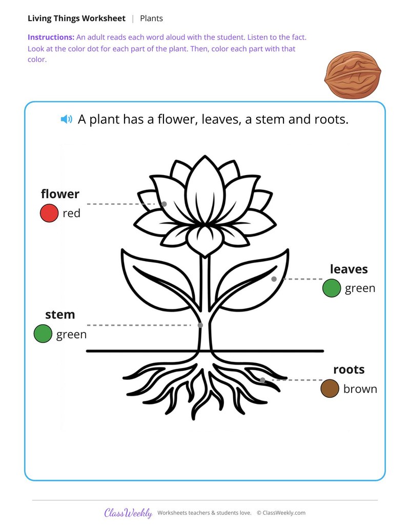Color the parts of a plant - Color key