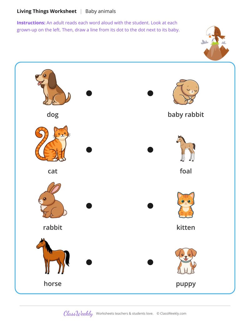 Pets