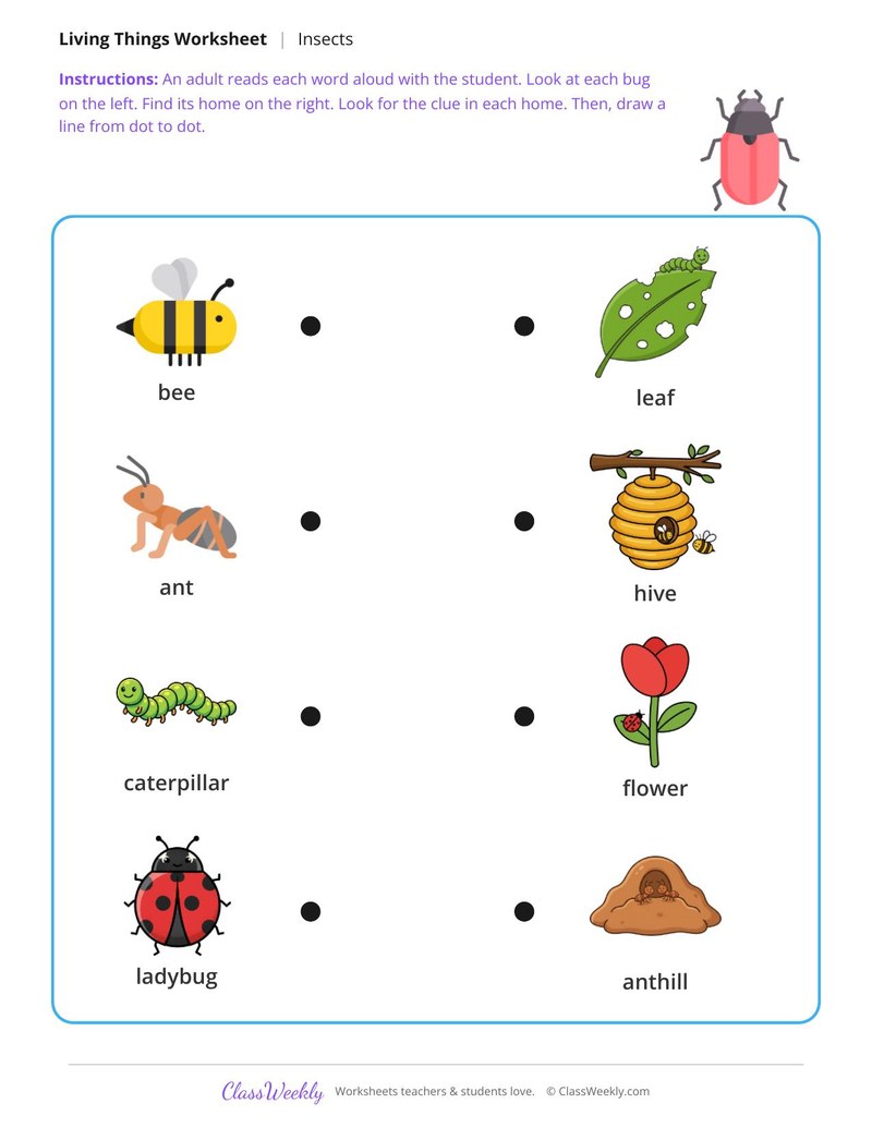 Match the insect to its home - Bug homes