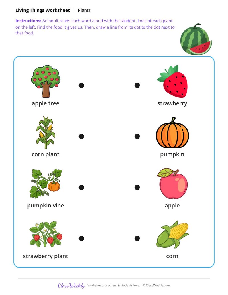 Match the plant to what it gives us - Food from plants