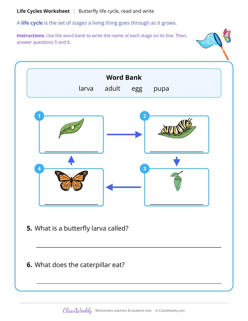 Butterfly Life Cycle, Read and Write - Page 2