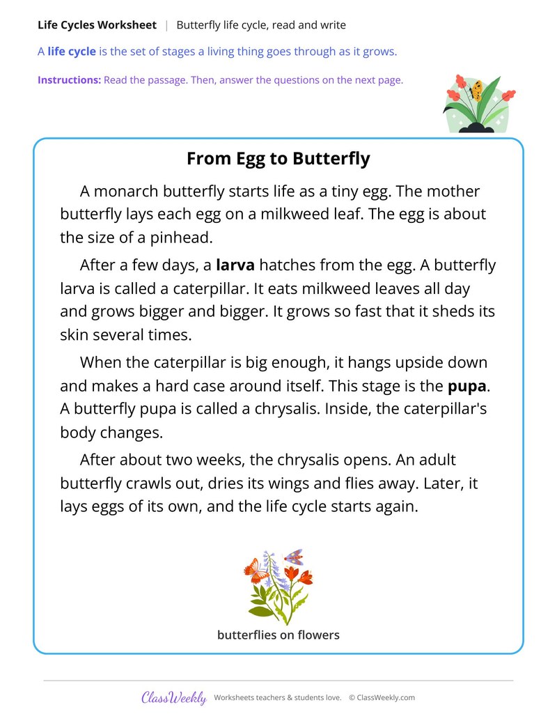 Butterfly Life Cycle, Read and Write - Page 1