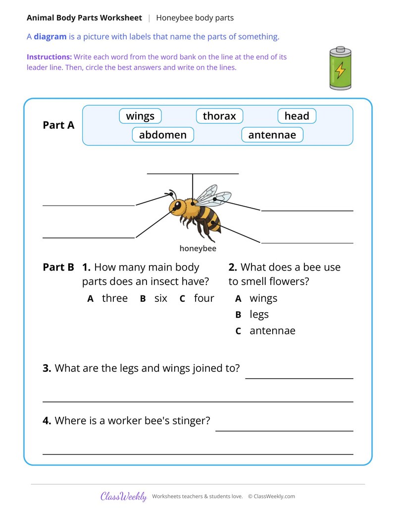 Honeybee Body Parts, Read and Label - Page 2