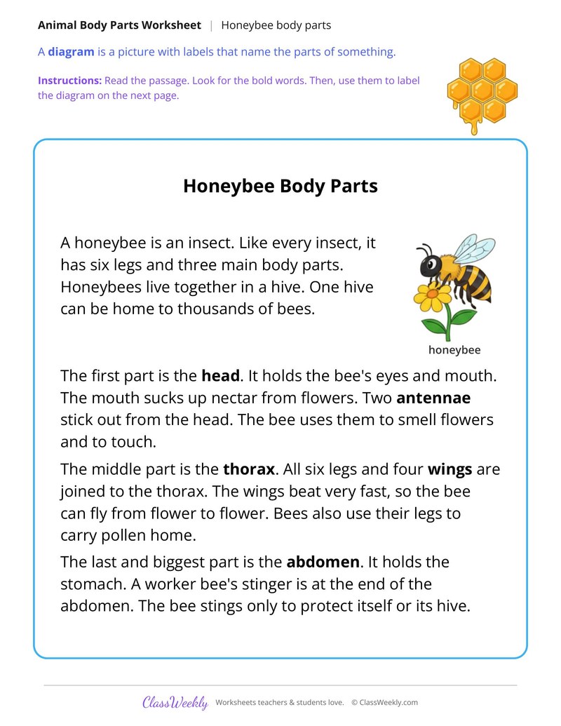 Honeybee Body Parts, Read and Label - Page 1
