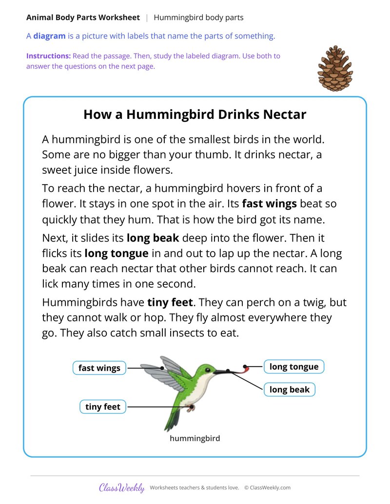 How a Hummingbird Drinks Nectar, Read and Answer - Page 1