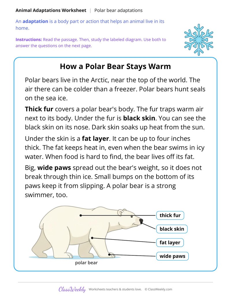 How a Polar Bear Stays Warm, Read and Answer - Page 1