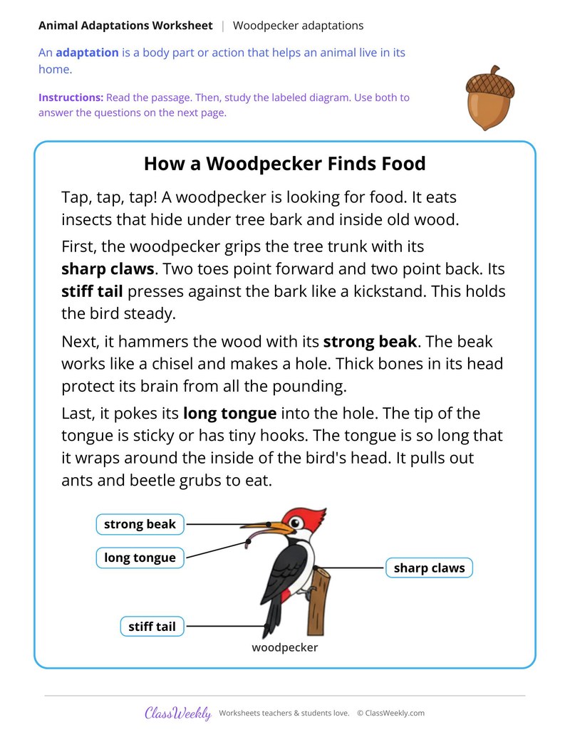 How a Woodpecker Finds Food, Read and Answer - Page 1