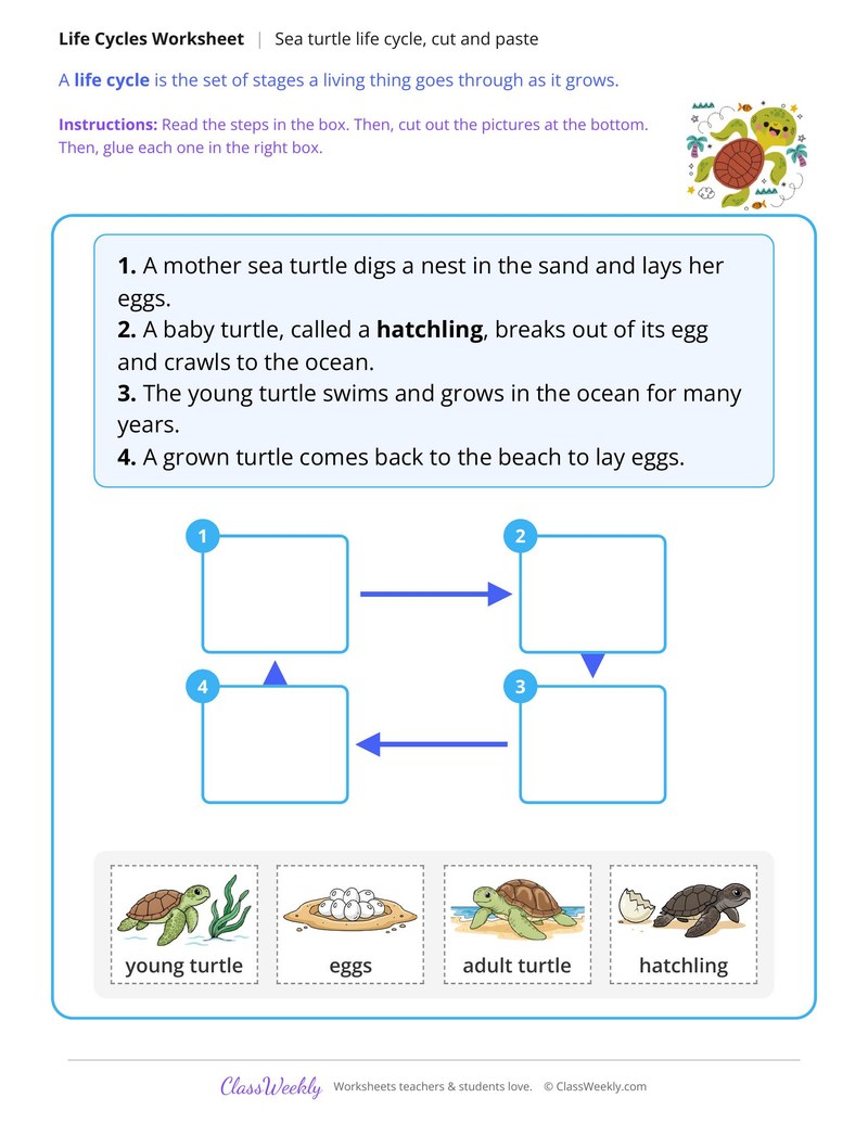 Sea Turtle Life Cycle Cut and Paste