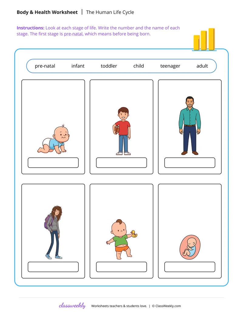 The Human Life Cycle