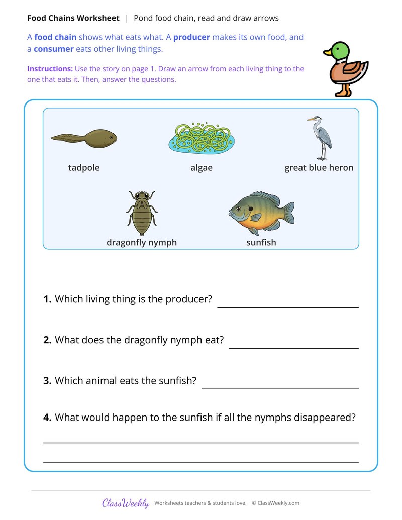 Pond Food Chain, Read and Draw Arrows