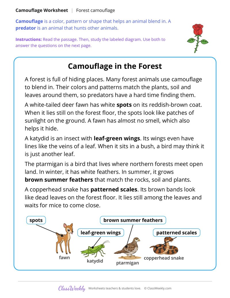 Camouflage in the Forest, Read and Answer - Page 1