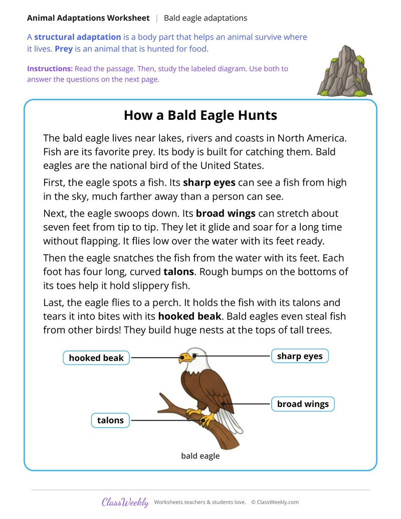 How a Bald Eagle Hunts, Read and Answer - Page 1
