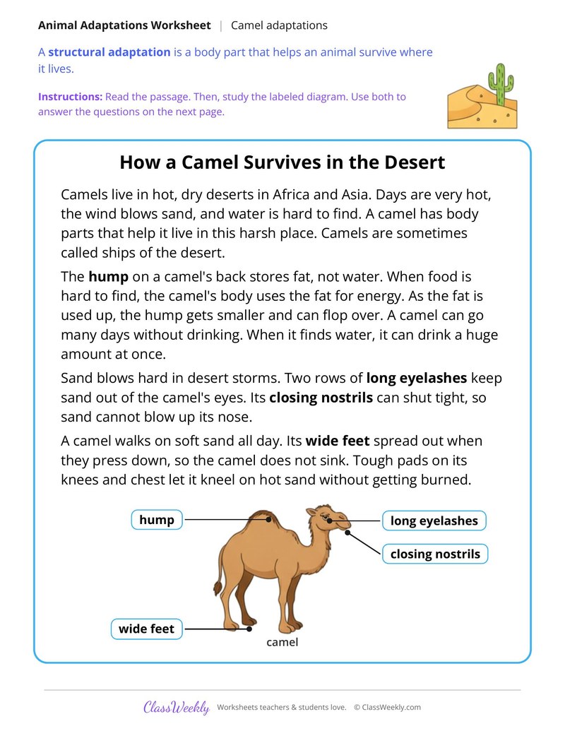 How a Camel Survives in the Desert, Read and Answer - Page 1