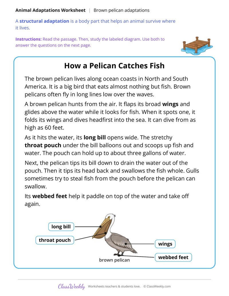 How a Pelican Catches Fish, Read and Answer - Page 1