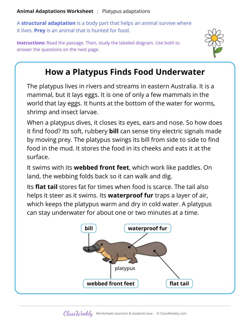 How a Platypus Finds Food Underwater, Read and Answer - Page 1