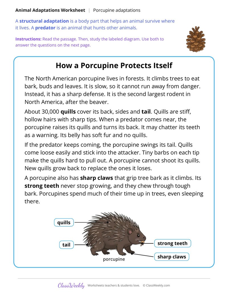 How a Porcupine Protects Itself, Read and Answer - Page 1