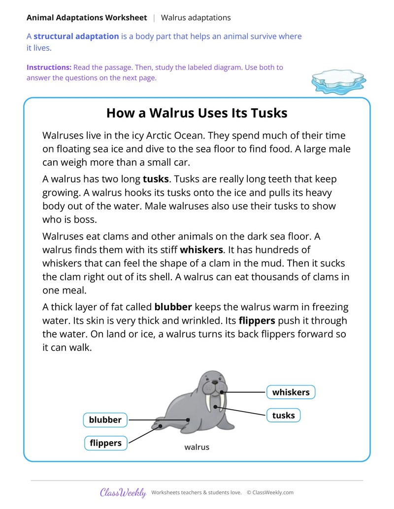 How a Walrus Uses Its Tusks, Read and Answer - Page 1
