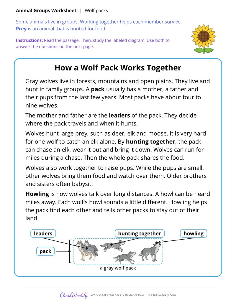 How a Wolf Pack Works Together, Read and Answer - Page 1