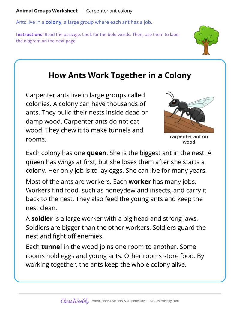 How Ants Work Together in a Colony, Read and Answer - Page 1