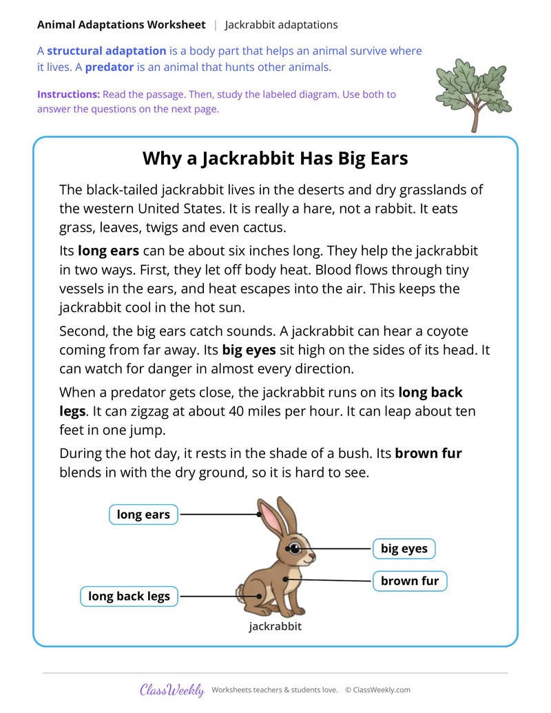 Why a Jackrabbit Has Big Ears, Read and Answer - Page 1