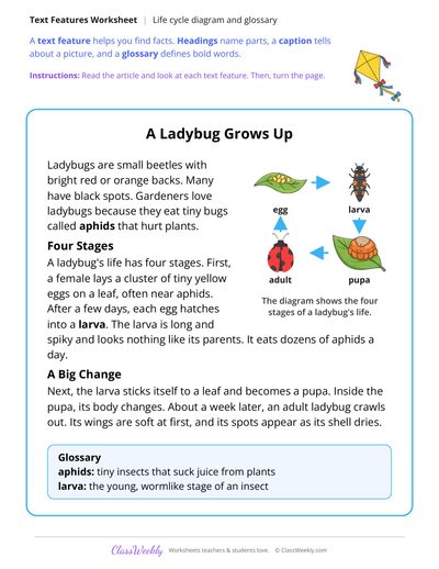 Text Features in an Article About the Life of a Ladybug